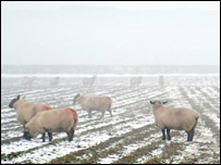 A foggy morning nr Snainton