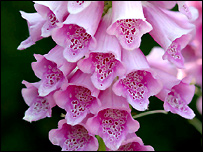 Foxgloves