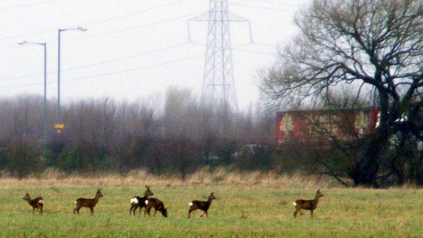 Bevy of roe deer