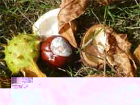 Horse-chestnuts and autumn leaves