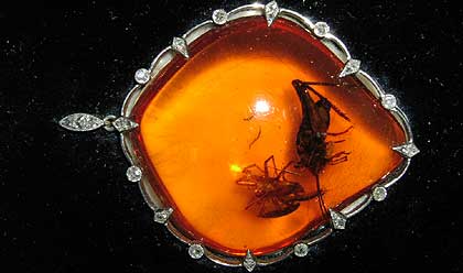insect in amber