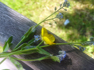 Summertime buttercup.