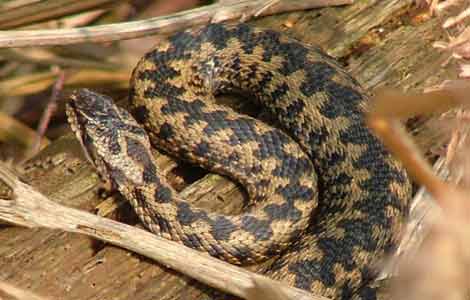 Adder (photo: Louise Baker)