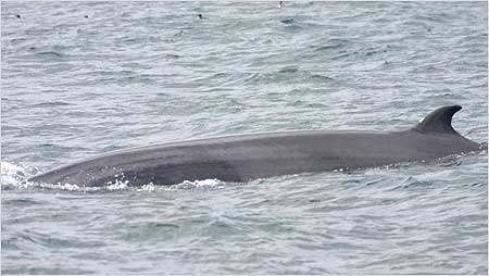 Minke Whale c/o Hebridean Wihale and Dolphin Trust