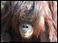 Female orangutan - Hsiao-ning 
