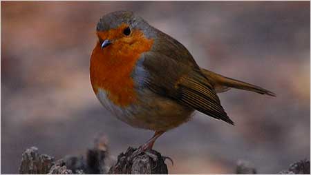 Robin c/o Keith Jones