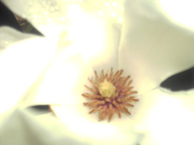 Inside of a flower