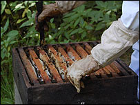 Checking an older, blackened hive