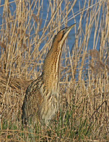 bittern