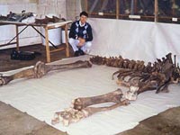 Adrian Lister with mammoth skeleton