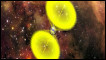 Impressão artística do pulsar PSR J2007+2722 visto da Terra (F. Mokler / Science)