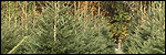 Christmas Trees