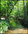 Stream at Rhinefield