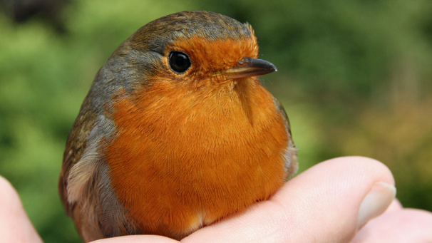 robin, photo courtesy of Steve Graham