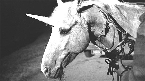 Unicorn