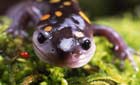 Spotted salamander on moss © Nigel Bean