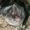 A close up of a Barbastelle bat. © Frank Greenaway.