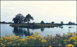 White Swan Lake at Dinton Pastures, Hurst