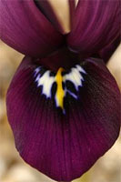 Iris reticulata 'George'