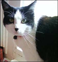 Flossy the Hitler Cat