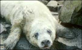 Seal pup