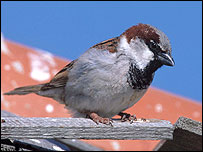 House sparrow