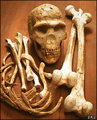 Xương sọ người 