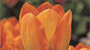 Tulipa 'orange emperor'