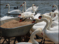 Feeding time at Abbotsbury Swannery