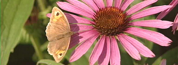 butterfly on an echinacea flower