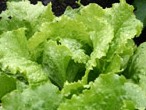 Head of lettuce