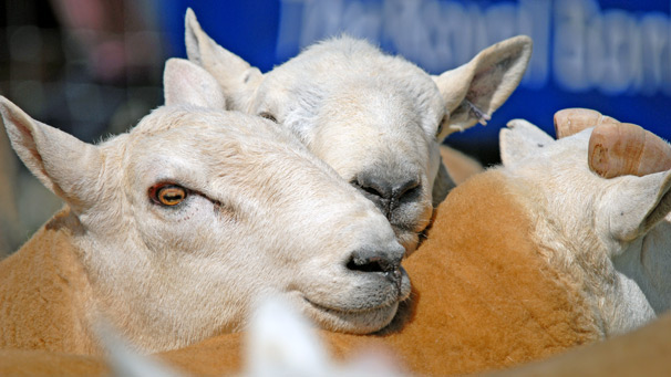 North Country Cheviot Hill sheep huddle together for a group photo.