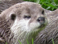 An otter from the north Cornwall centre