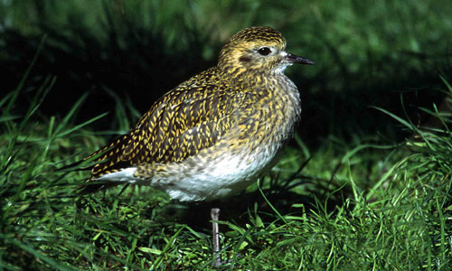 golden-plover.jpg