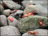 10crabs.jpg