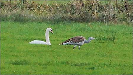 Mute swan with a Great Bustard c/o Keith Jones