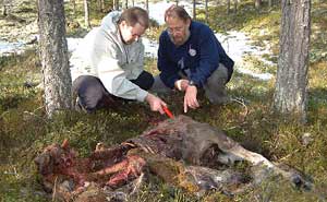 Lionel Kelleway and..... examine a moose kill by a wolf