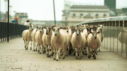 Flock of sheep in London