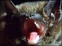 A serotine bat