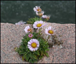 Large daises growing on granite wall.