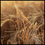 Cevada (Foto: National Non-Food Crops Centre)