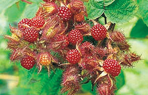 Japanese wineberries (Picture:Ken Muir Ltd)