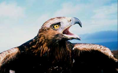 Golden Eagle