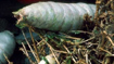 Archive Guide: The Green Death