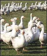 Geese