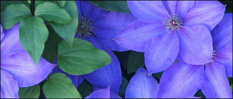 Clematis