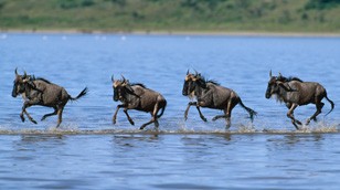 Wildebeest from the Nature Picture Library