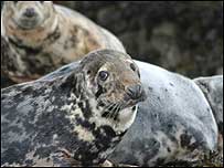 Grey Seals c/o Billy Shiel