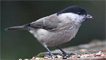 A marsh tit