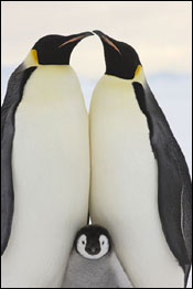 Foto: Sue Flood/TPOTY 2009